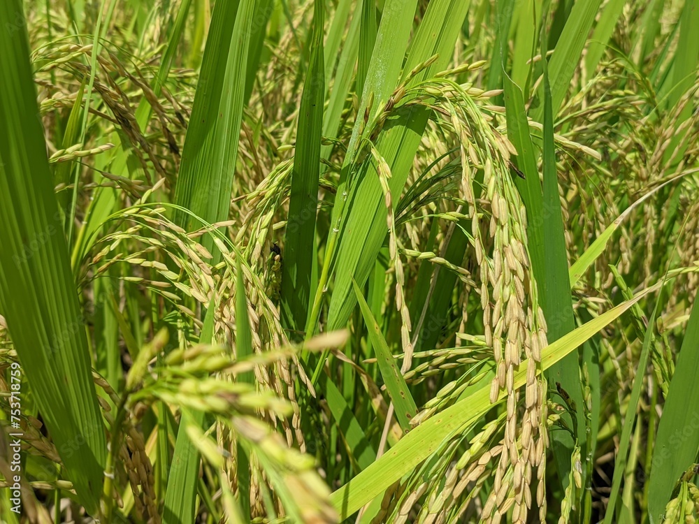 Obraz premium fresh paddy plant