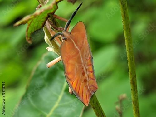 brown beetle on branch photo