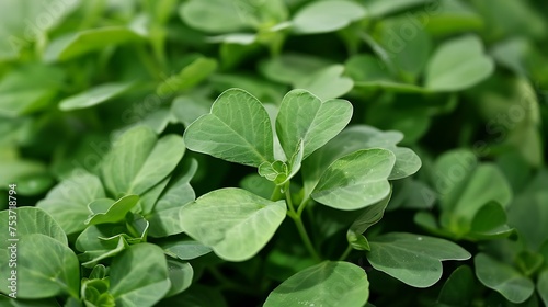 cluster of fenugreek leaves, known for their aromatic flavor and nutritional value