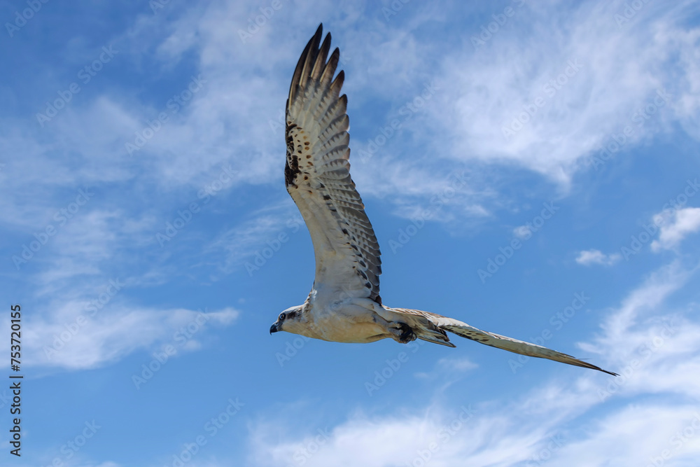 The osprey, also called sea hawk, river hawk, and fish hawk, is a diurnal, fish-eating bird of prey with a cosmopolitan range. It is a large raptor reaching more than 60 cm in length and 180 cm across