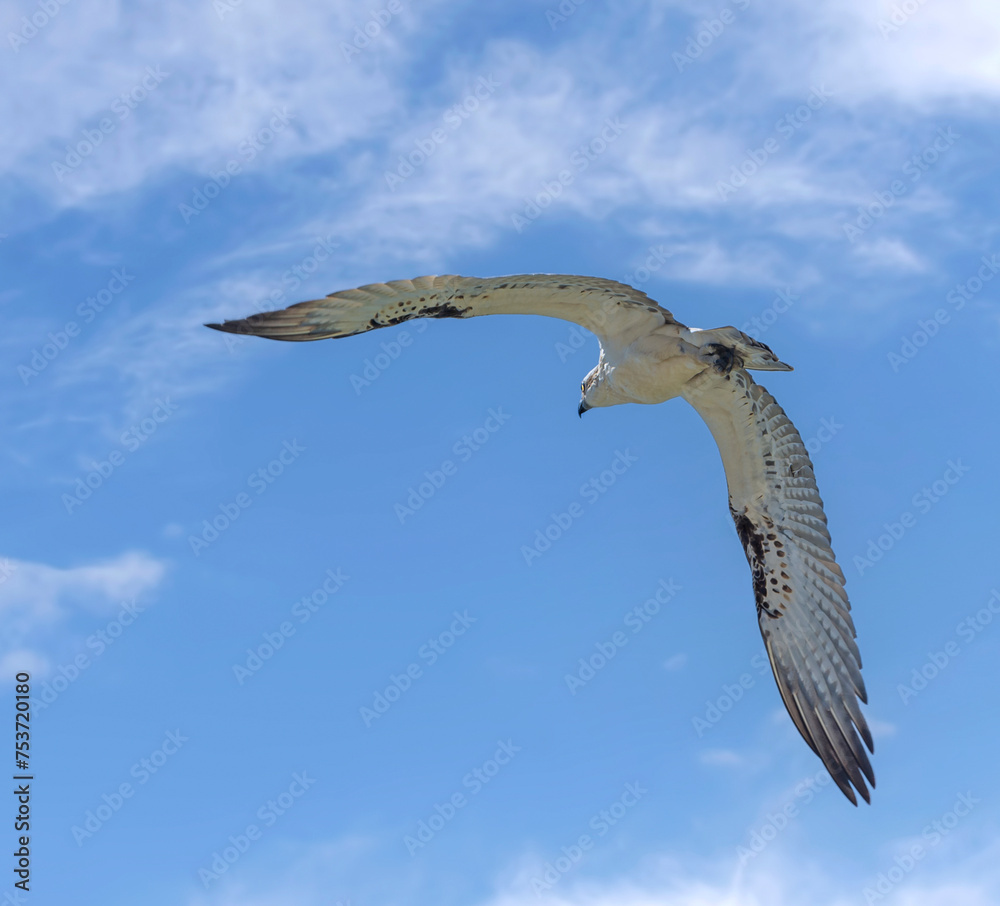 The osprey, also called sea hawk, river hawk, and fish hawk, is a diurnal, fish-eating bird of prey with a cosmopolitan range. It is a large raptor reaching more than 60 cm in length and 180 cm across