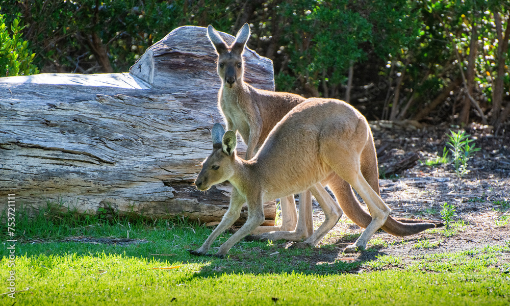 Two Western Grey Kangaroos (Macropus fuliginosus)