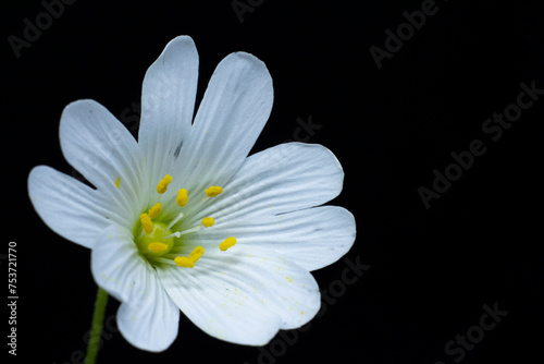 macro of white flower with stamens full of pollen