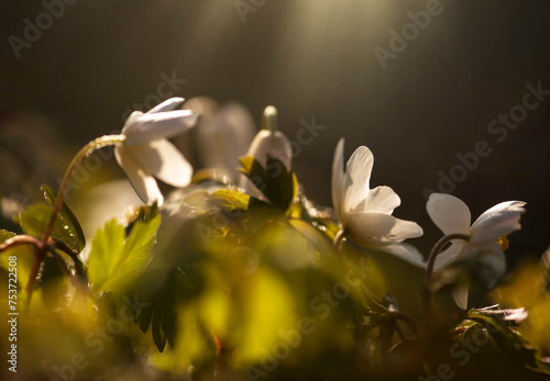 Wiosenne kwiaty. Zawilec gajowy w lesie. photo