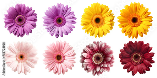 Collection set of burgundy purple violet yellow peach pink stalk of Gerber Gerbera Daisy daisies flower top view on transparent background cutout  PNG file. Mockup template artwork graphic design