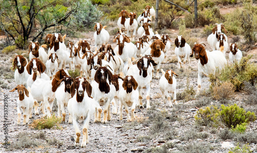 Leading a herd of Boer goats (Capra aegagrus hircus) near Barandas, Western Cape. photo