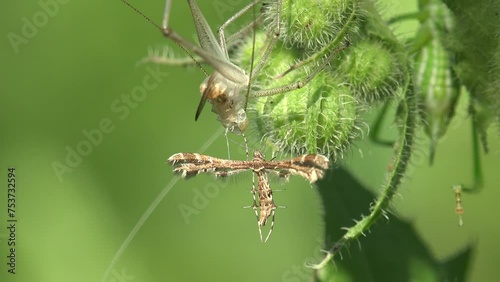 Hellinsia homodactylus is moth (family Pterophoridae) sitting on a green leaf - staggering in tsummer wind next to transparent skin of grasshopper photo