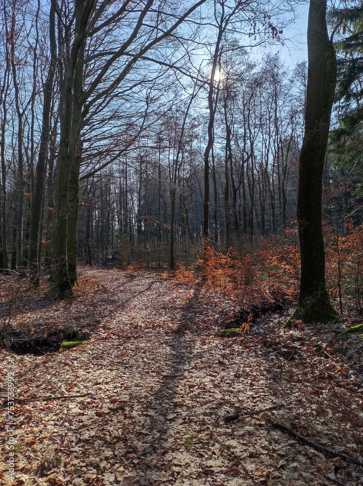 Waldspaziergang im Frühling Waldspaziergang im Frühling