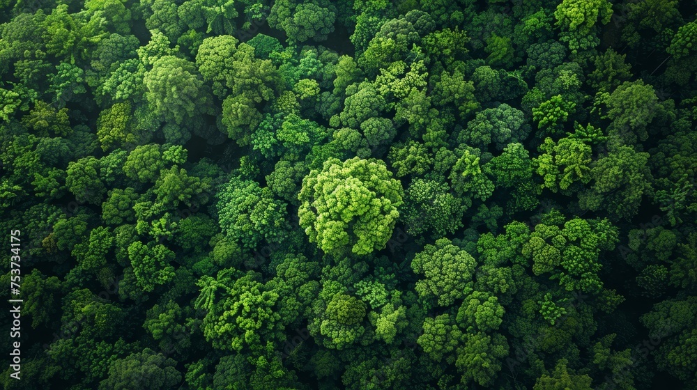 A serene aerial view of a lush green forest