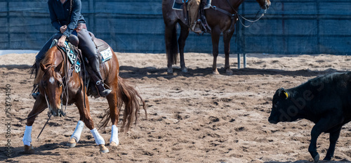 Steers and cowgirl in a cutting event