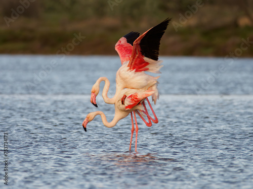 Greater flamingos mating in Camargue regional park