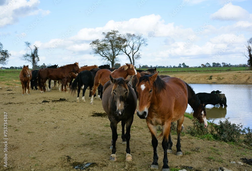 horses at the water hole.