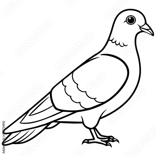 pigeon, dove, carrier pigeon, bird, poultry, avian, birdy, nestling, chick, auk, pet, vector, illustration, draw, cartoon, pretty, cute