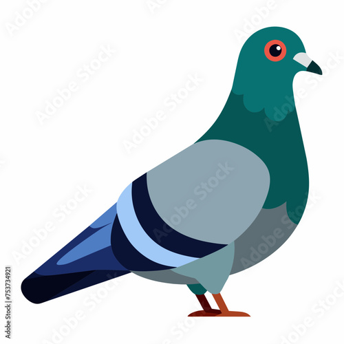 pigeon, dove, carrier pigeon, bird, poultry, avian, birdy, nestling, chick, auk, pet, vector, illustration, draw, cartoon, pretty, cute