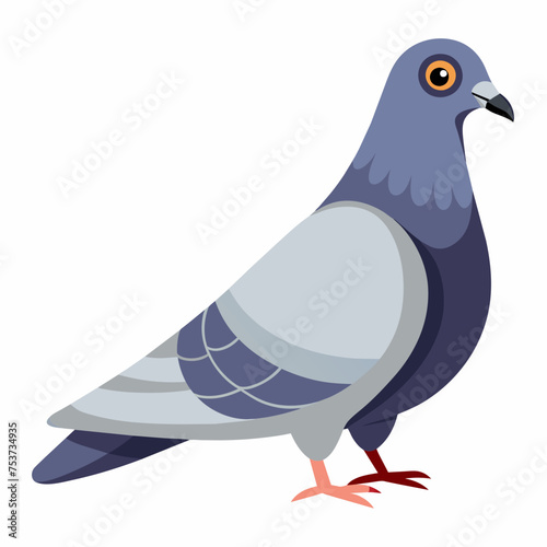 pigeon, dove, carrier pigeon, bird, poultry, avian, birdy, nestling, chick, auk, pet, vector, illustration, draw, cartoon, pretty, cute