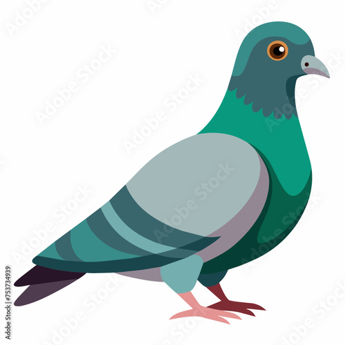 pigeon, dove, carrier pigeon, bird, poultry, avian, birdy, nestling, chick, auk, pet, vector, illustration, draw, cartoon, pretty, cute