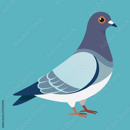 pigeon, dove, carrier pigeon, bird, poultry, avian, birdy, nestling, chick, auk, pet, vector, illustration, draw, cartoon, pretty, cute