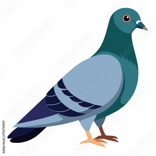 pigeon, dove, carrier pigeon, bird, poultry, avian, birdy, nestling, chick, auk, pet, vector, illustration, draw, cartoon, pretty, cute