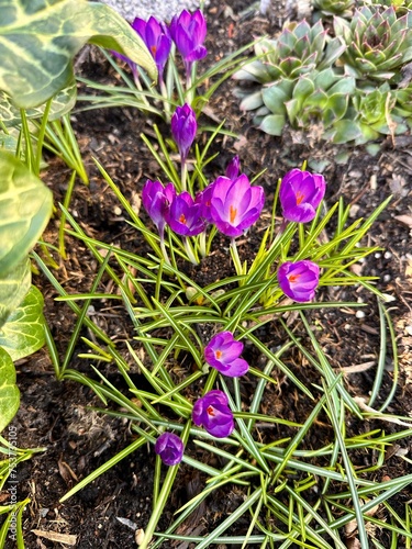 flowers in the garden