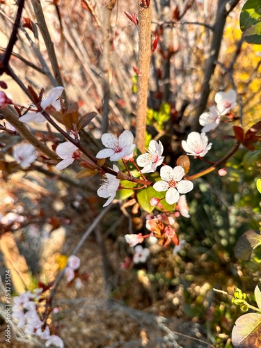 A blooming spring tree in March