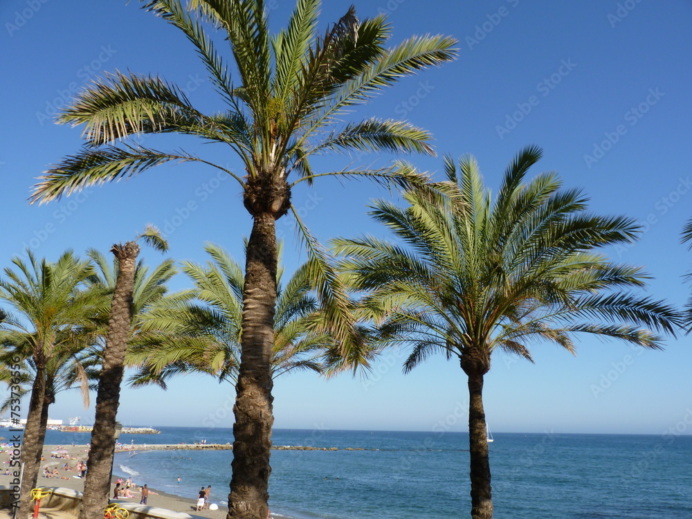 Des palmiers dans un ciel bleu