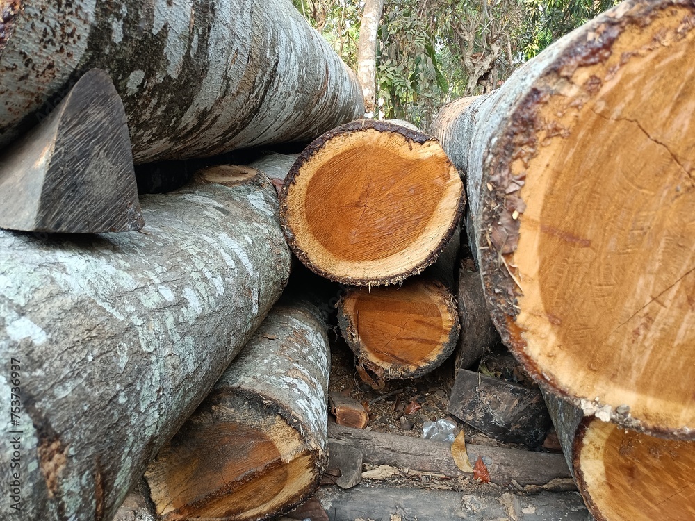 Wood is a structural tissue found in the stems and roots of trees and other woody plants.