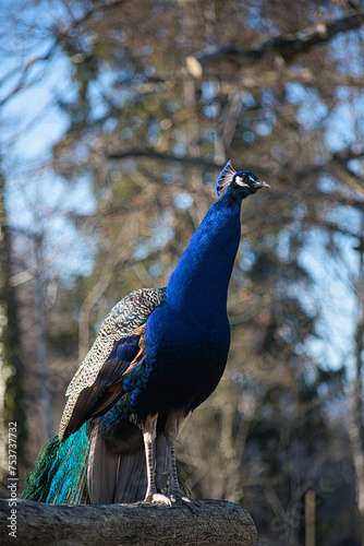 pfau in großaufnahme, peacock in close up