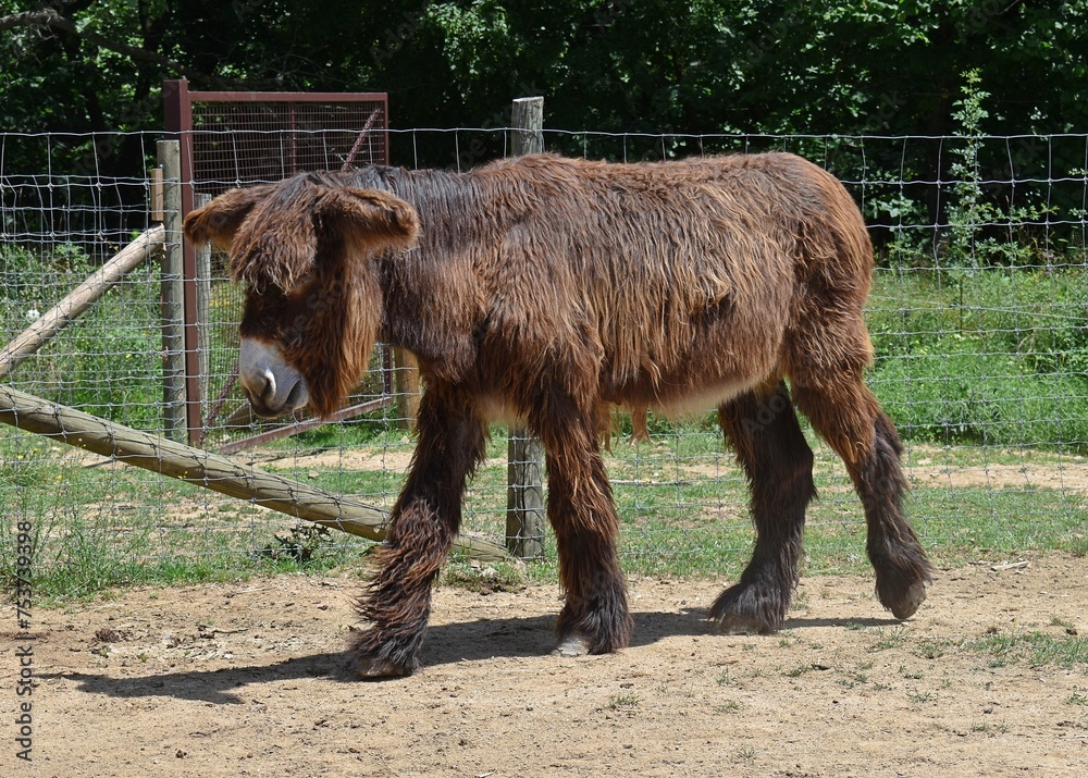 Ane du Poitou dans un enclos ensoleillé Ane du Poitou dans un enclos ensoleillé