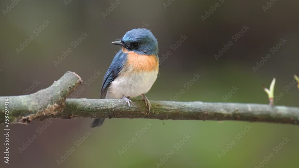 Tickell's Blue Flycatcher(male) bird-watching in nature Tickell's Blue Flycatcher(male) bird-watching in nature