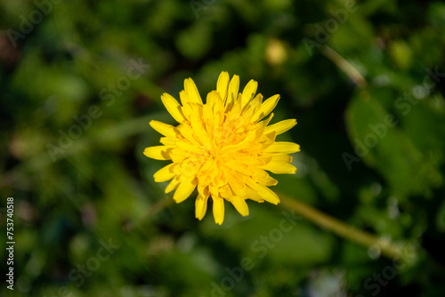 Diente de león, flor amarilla photo