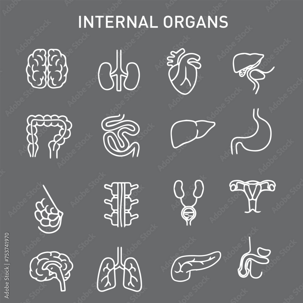  Set of Internal Organs line vector icons