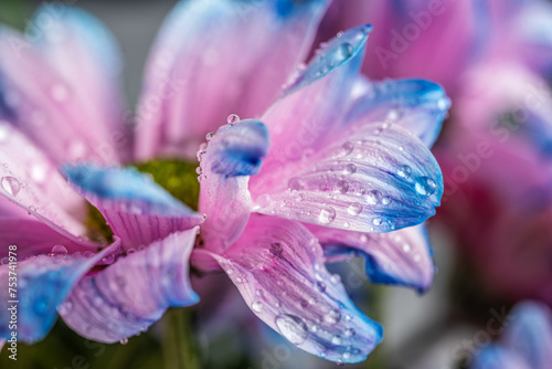 close up of a flower