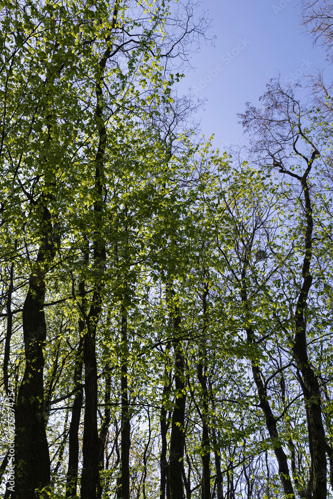 new green foliage on deciduous trees in the forest in the spring season new green foliage on deciduous trees in the forest in the spring season