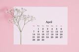 Desk calendar for April 2024 and flowers, gypsophila branch on a pink table. Flat lay, top view
