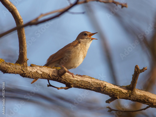 Nightingale singing loudly on a bare branch against a clear blue sky