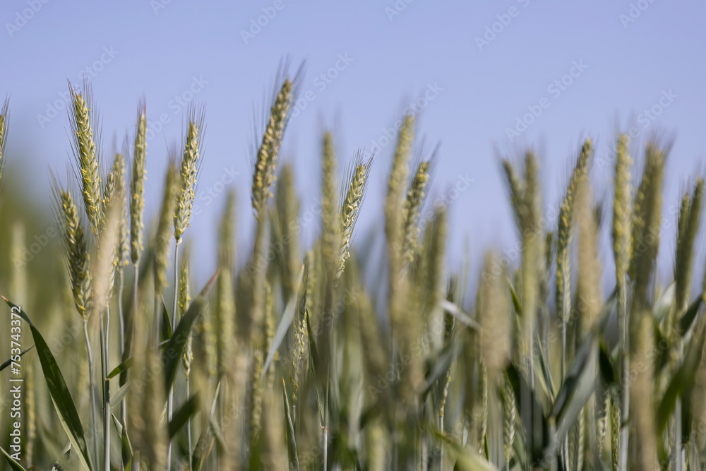 green wheat cereals in the field in summer before ripening green wheat cereals in the field in summer before ripening