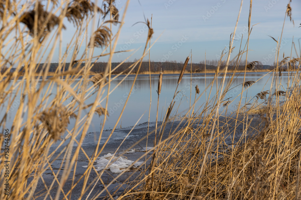 Fototapeta premium dry grass growing on the lake against the blue sky