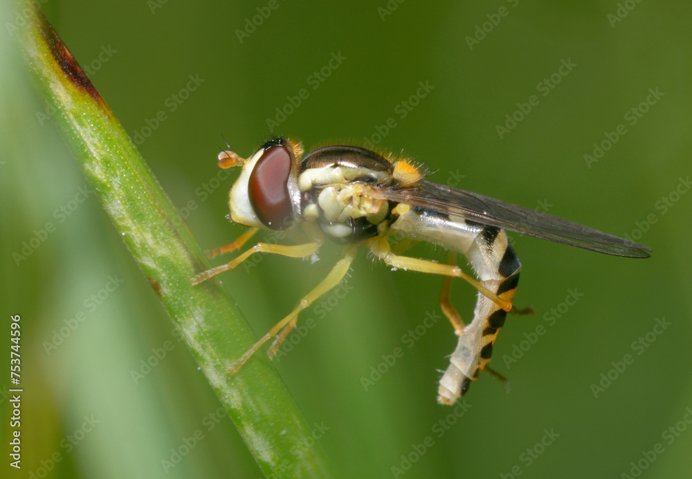 Naklejka premium hoverfly, flower fly or syrphid Syrphidae cleaning itself