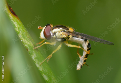 hoverfly, flower fly or syrphid Syrphidae cleaning itself