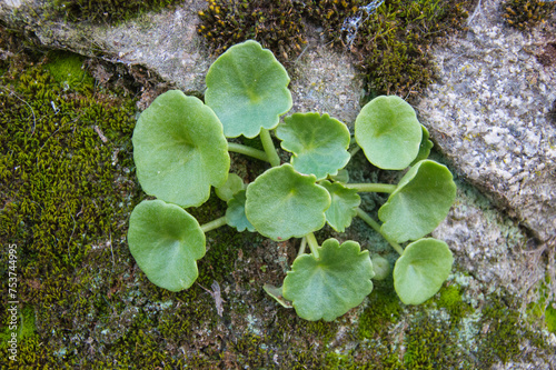 wild wall pennywort leaves growing on a rock