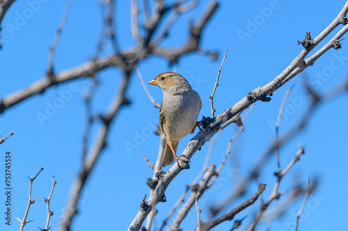 Immature White Crowned Sparrow at Big Bend National Park in Southwest Texas.