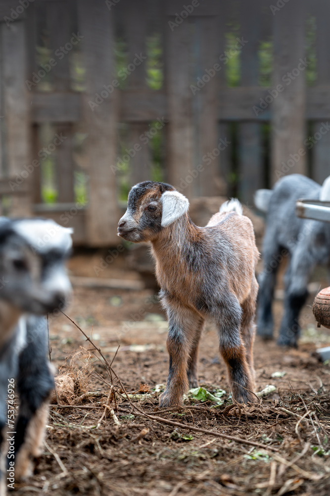 Fototapeta premium newborn goat in a stable. vertical composition