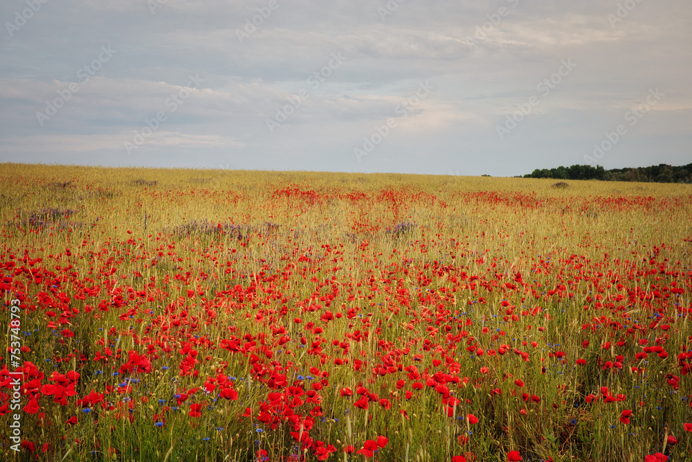 Mohn - Ecology - Beautiful summer day. Red poppy field. - Flowers Red poppies blossom on wild field. - Sunrise - Sunset - High quality photo Mohn - Ecology - Beautiful summer day. Red poppy field. - Flowers Red poppies blossom on wild field. - Sunrise - Sunset - High quality photo