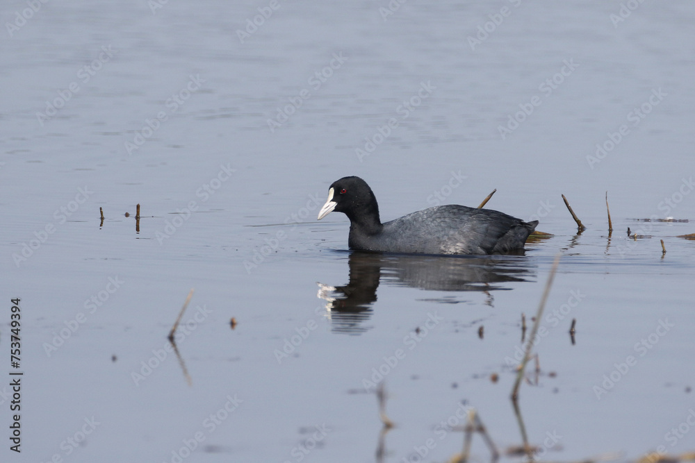 Eurasian coot (Fulica atra) also known as the common coot and this bird is rail family. Eurasian coot (Fulica atra) also known as the common coot and this bird is rail family.