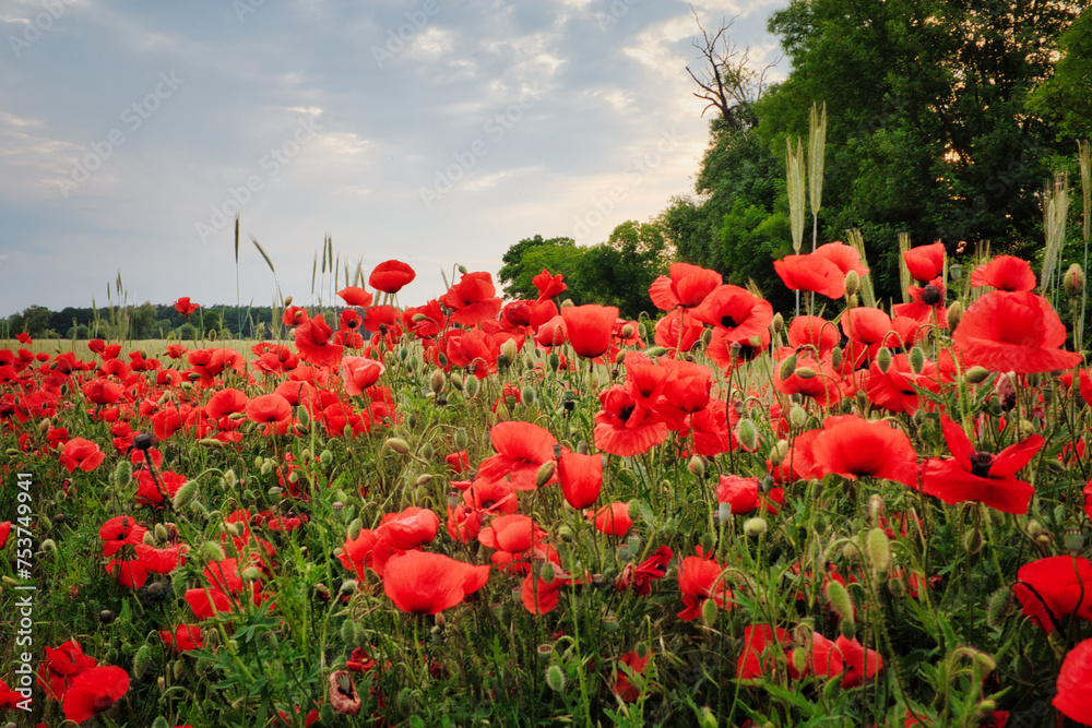 Mohn - Ecology - Beautiful summer day. Red poppy field. - Flowers Red poppies blossom on wild field. - Sunrise - Sunset - High quality photo