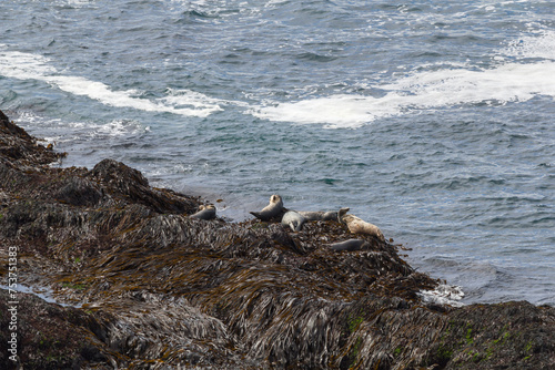 walruses at the coast line of puffin island, Iceland photo