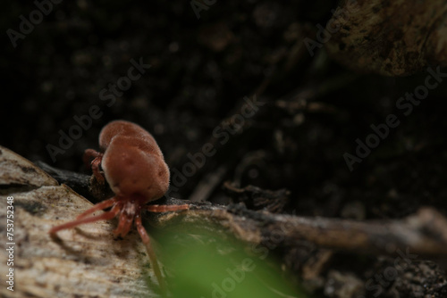 Exciting shot of a red velvet mite with macro lens by Laowa in the wild nature (Austria/Europe) in spring. Very nice velvet red colors.