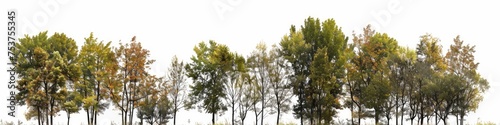 Alpha Channel Trees Isolated on White Background. Beautiful Autumn Botany with Grooved Bark and Black Tree Branch