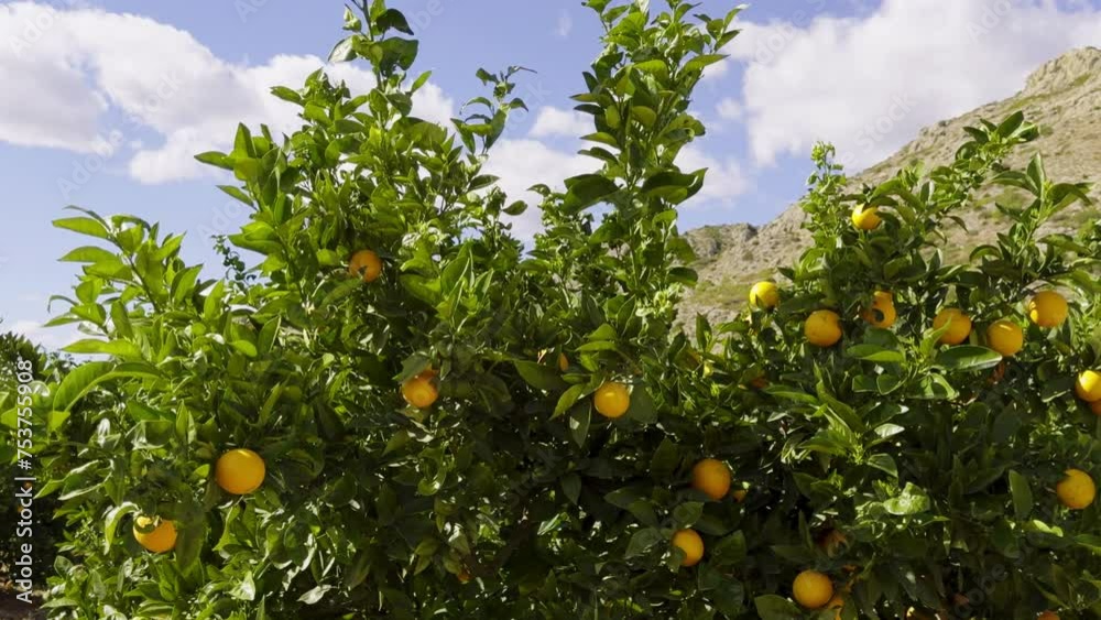 Orange oranges on branches. A sunny warm day in the gardens of Spain. A well-kept citrus tree garden in February in the province of Castellon Orange oranges on branches. A sunny warm day in the gardens of Spain. A well-kept citrus tree garden in February in the province of Castellon