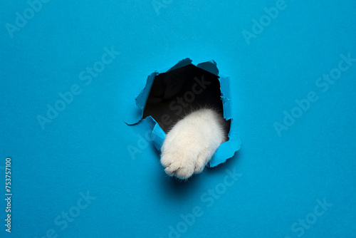 Portrait of cute cat breaking through hole in blue paper background